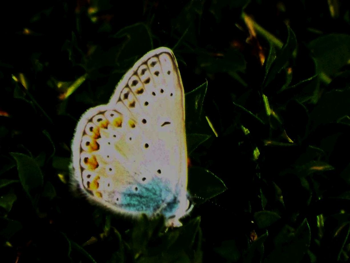 Polyommatus sp.